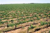 Drip Irrigation of grapes