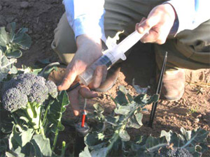 Taking a soil water sample